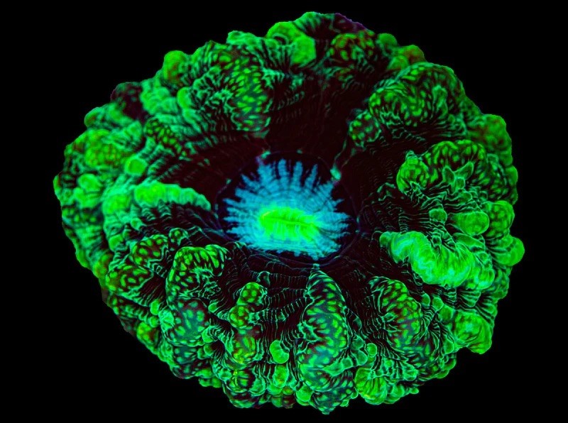 All about Cynarina Indophyllia corals in our reef aquariums