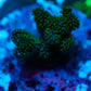 Two acro frag bundle