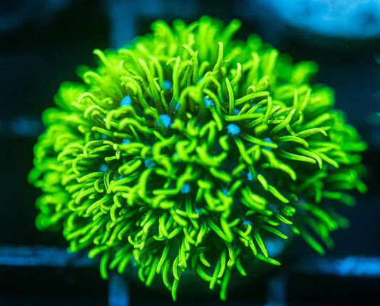 Green Star Polyps GSP coral