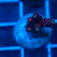 Two acro frag bundle