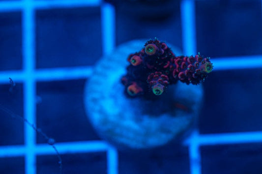 Two acro frag bundle