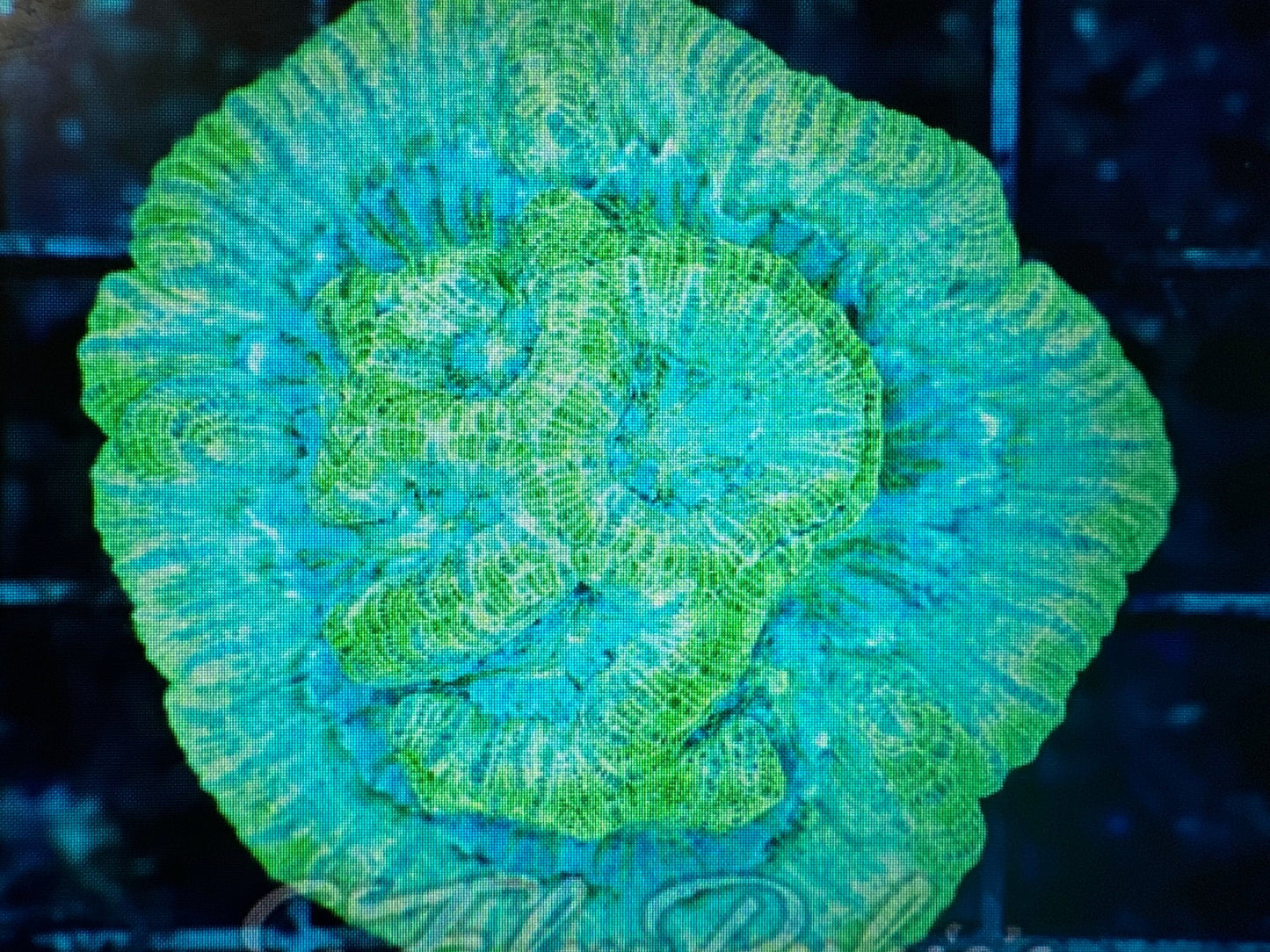 Wils pack 5 corals ship 8/7