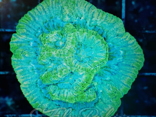 Wils pack 5 corals ship 8/7