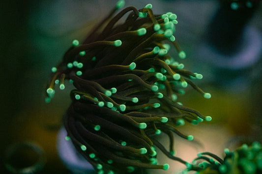 Indo Gold torch coral