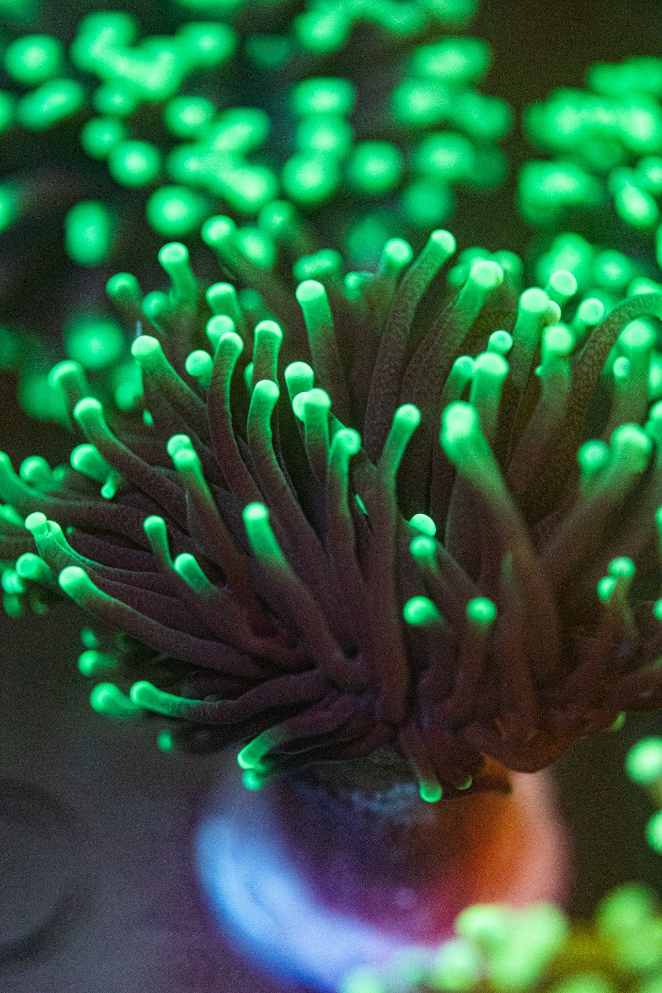 Day Breaker Torch coral Euphyilla Koralkingdom.com
