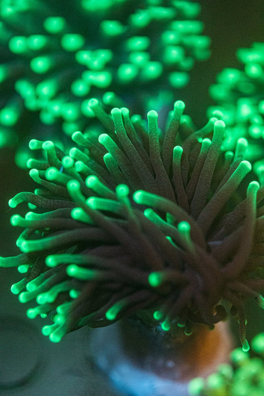 Day Breaker Torch coral Euphyilla Koralkingdom.com