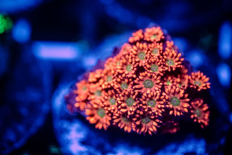Nimbus Goni Coral