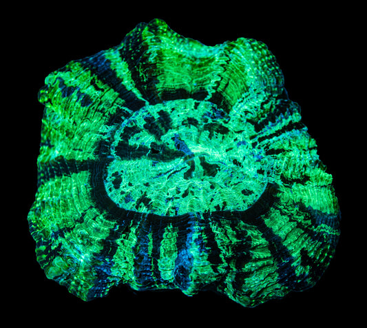 XXL Green Meat Coral Acanthophyllia WYSIWYG