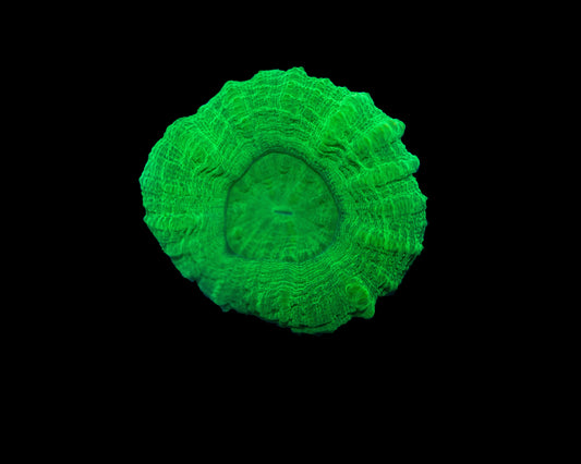Green Scolymia Coral