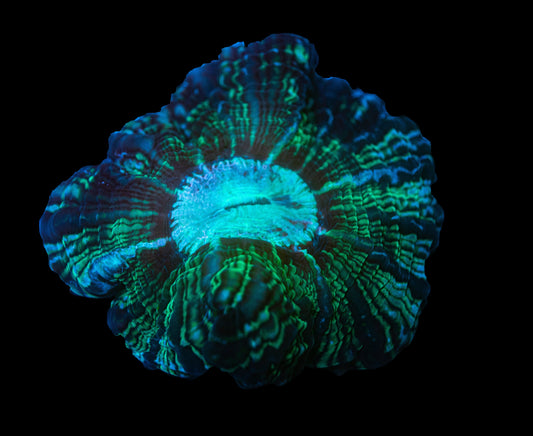 Large Cynarina Indophyllia