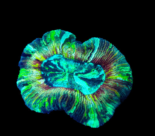 Rainbow Trachyphyllia Open Brain Coral Large WYSIWYG