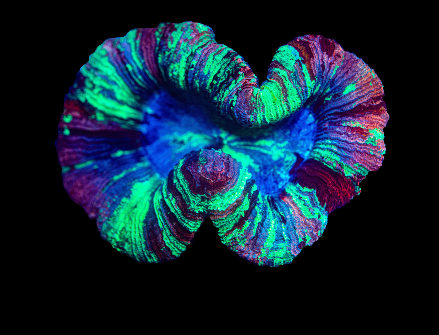 Purple Rainbow Trachyphyllia Open Brain Coral Large WYSIWYG