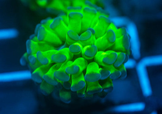 Bi Color Branching Hammer coral WYSIWYG