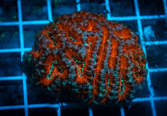 WYSIWYG Acan Colony coral