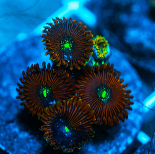 Magician polyps WYSIWYG