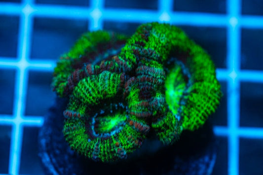 WYSIWYG Ultra Acan coral