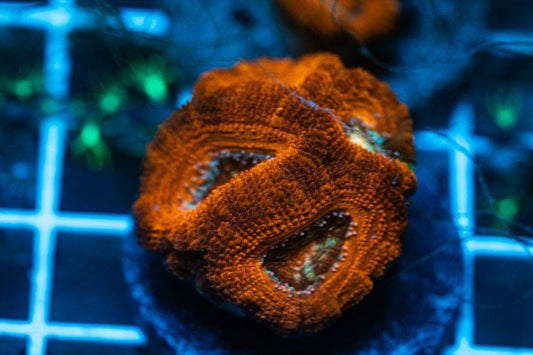 WYSIWYG Ultra Red Acan coral