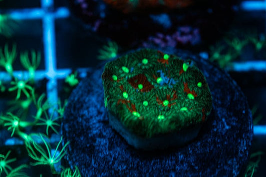War coral Favia Frag