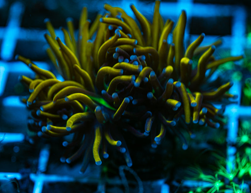 New York Nick Single Gold Torch coral Euphyilla two heads