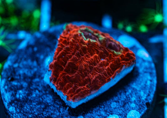 Fire Storm Chalice coral WYSIWYG