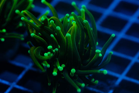 Hell Fire torch coral A4