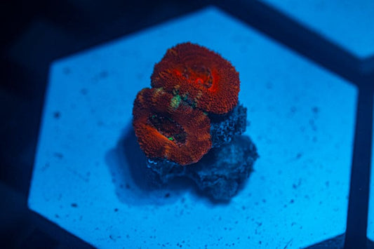 WYSIWYG Ultra Red Acan coral