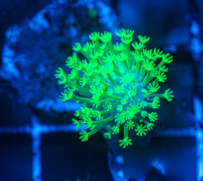 Neon Green tip Toad stool Leather Frag 3/4 inch plug WYSIWYG