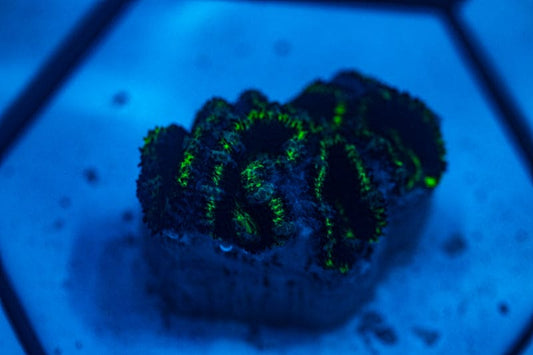 WYSIWYG Ultra Green and blue Acan coral