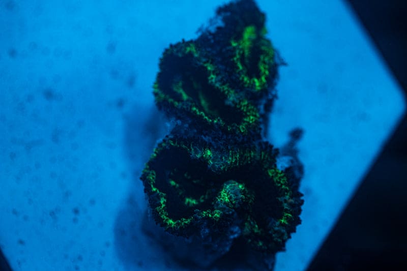 WYSIWYG Ultra Green and blue Acan coral