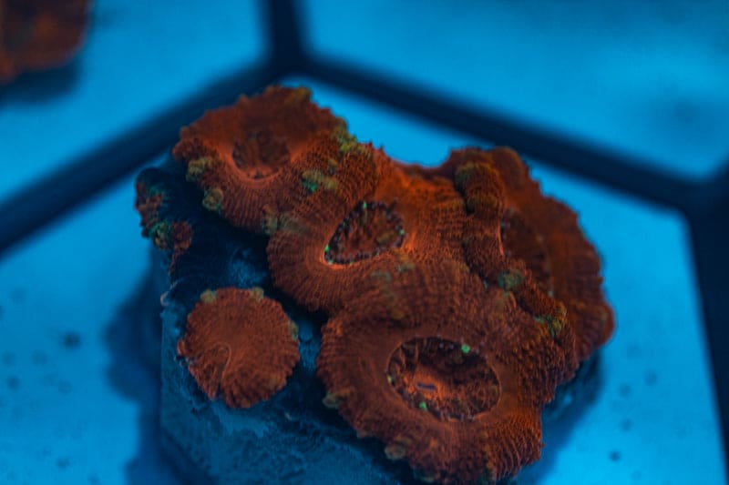 WYSIWYG Ultra Red Acan coral