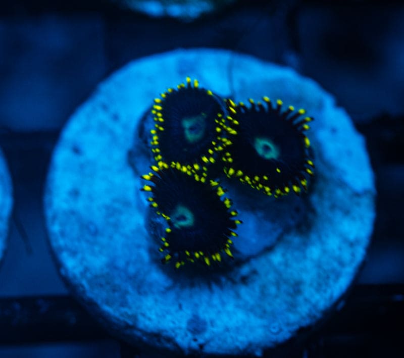 Necromancy Zoanthid WYSIWYG