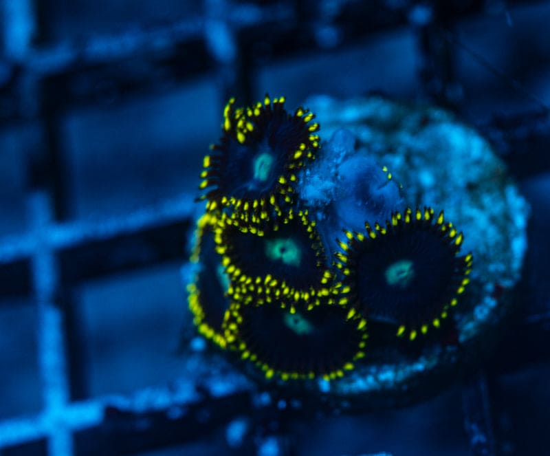 Necromancy Zoanthid WYSIWYG