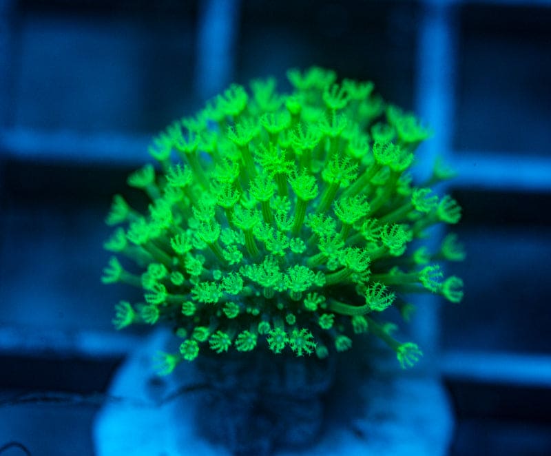 Neon Green tip Toad stool Leather Frag 3/4 inch plug WYSIWYG