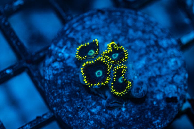 Necromancy Zoanthid WYSIWYG