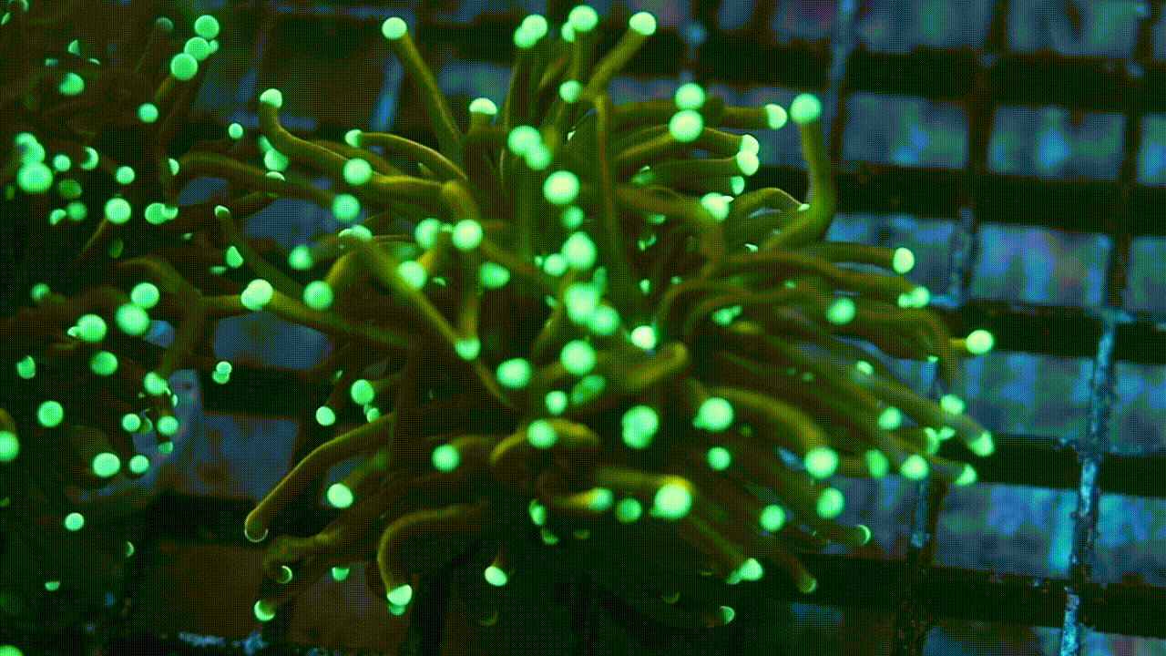 New York Nick Single Gold Torch coral Euphyilla