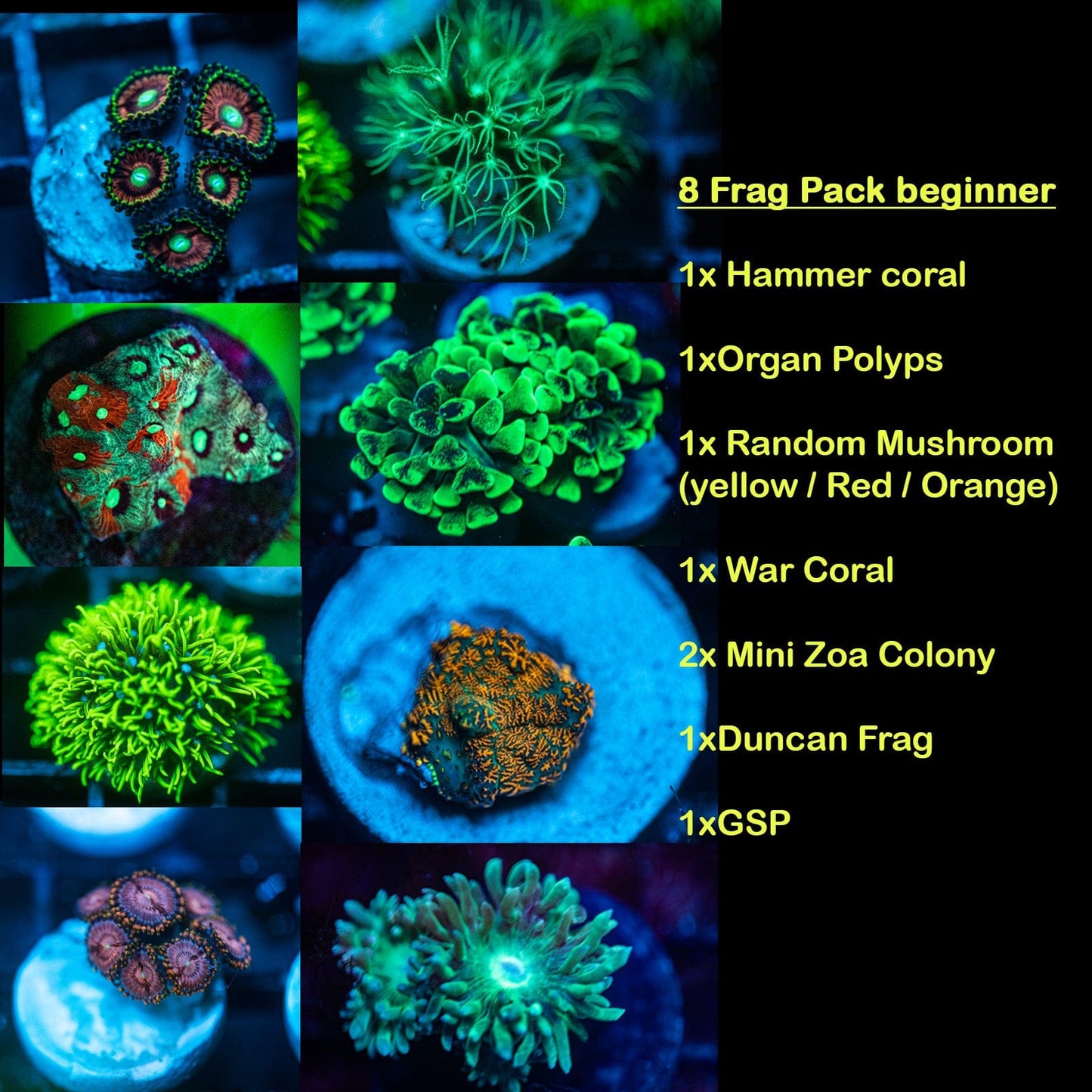 Hammer Pack Koral Kingdom Beginner Coral Pack FREESHIPPING