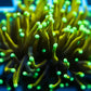 Mystery Gold Torch coral Euphyilla