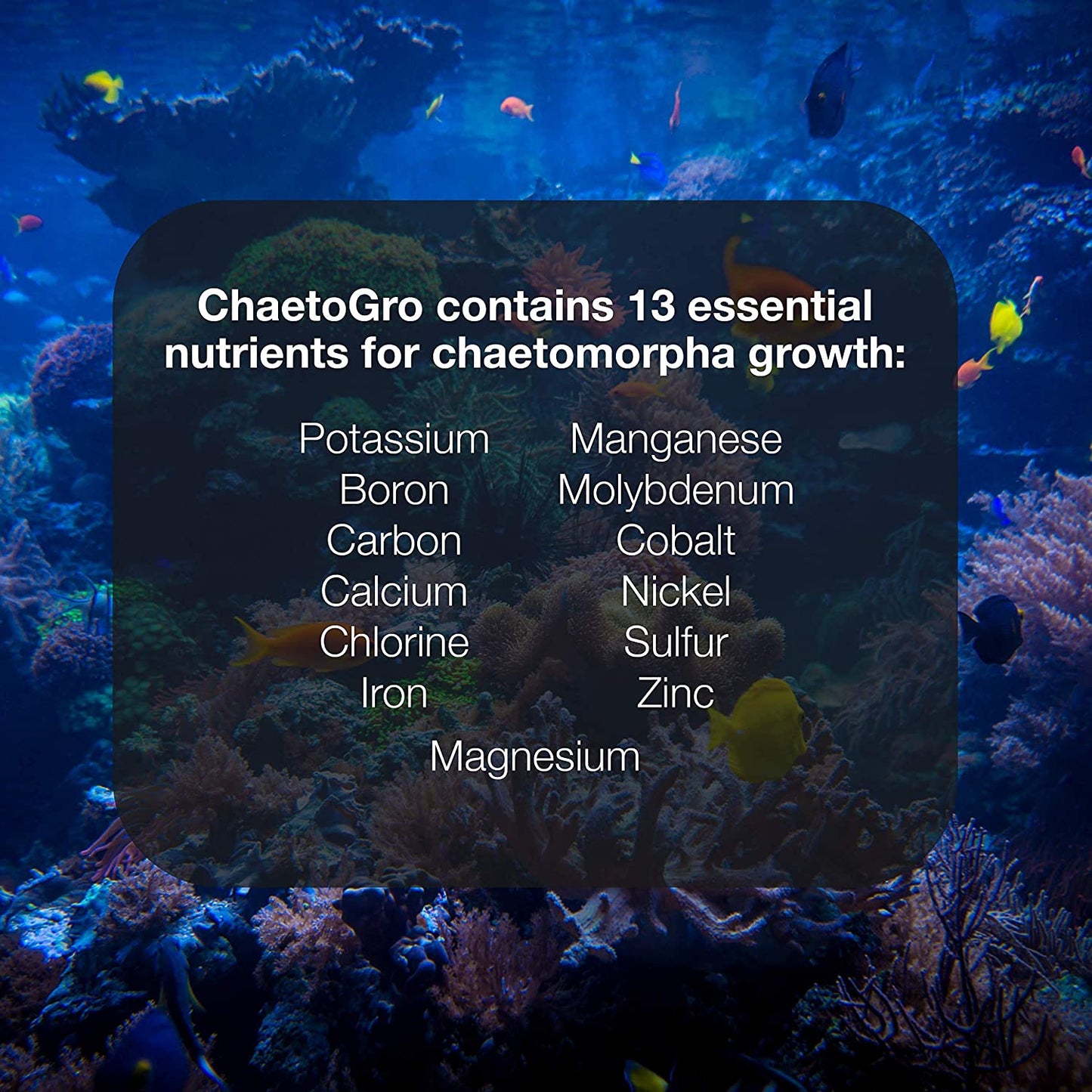 Chaeto GRO - Multi-Nutrient Supplement for Chaetomorpha Growth in All Marine Aquariums, 250 ML