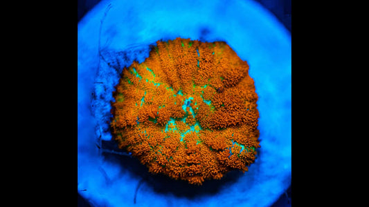WYSIWYG Forrest Fire Mushroom coral Koralkingdom.com