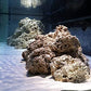 Bio-Activ Live Aragonite Reef Sand 20 Lb.
