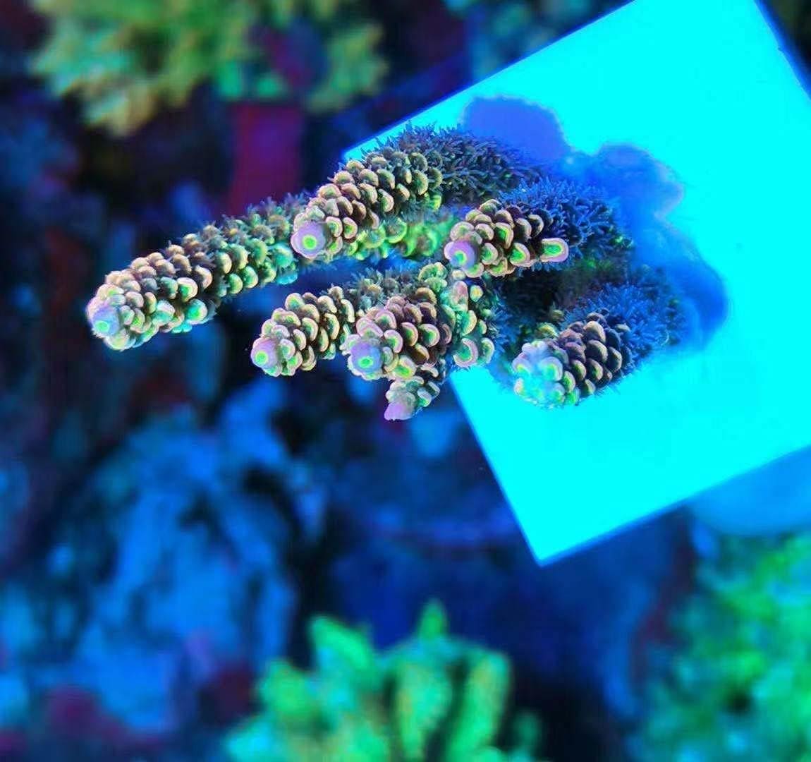 Big Size Ceramic Coralline Coral Frag Plugs Coral Frag Plate Base