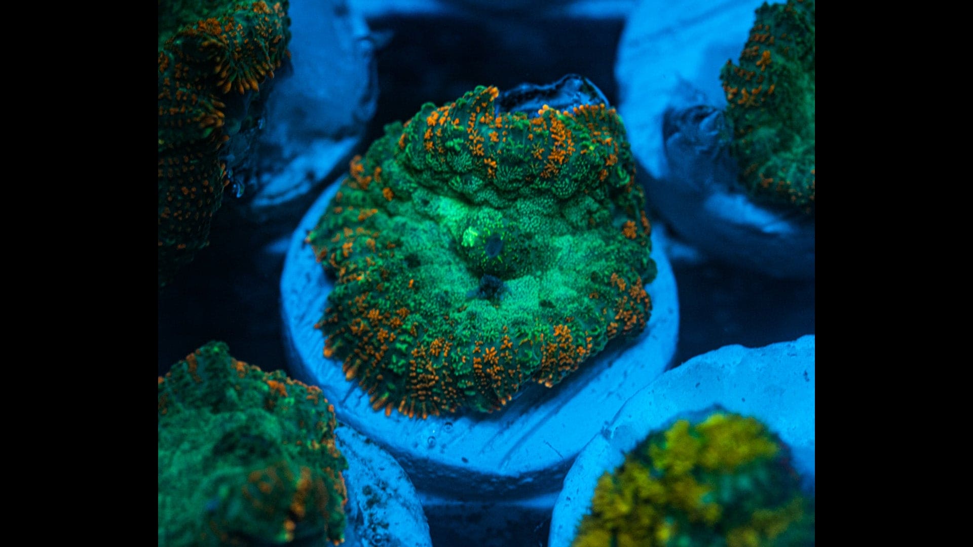 orange sherbet Mushroom Coral Koralkingdom.com