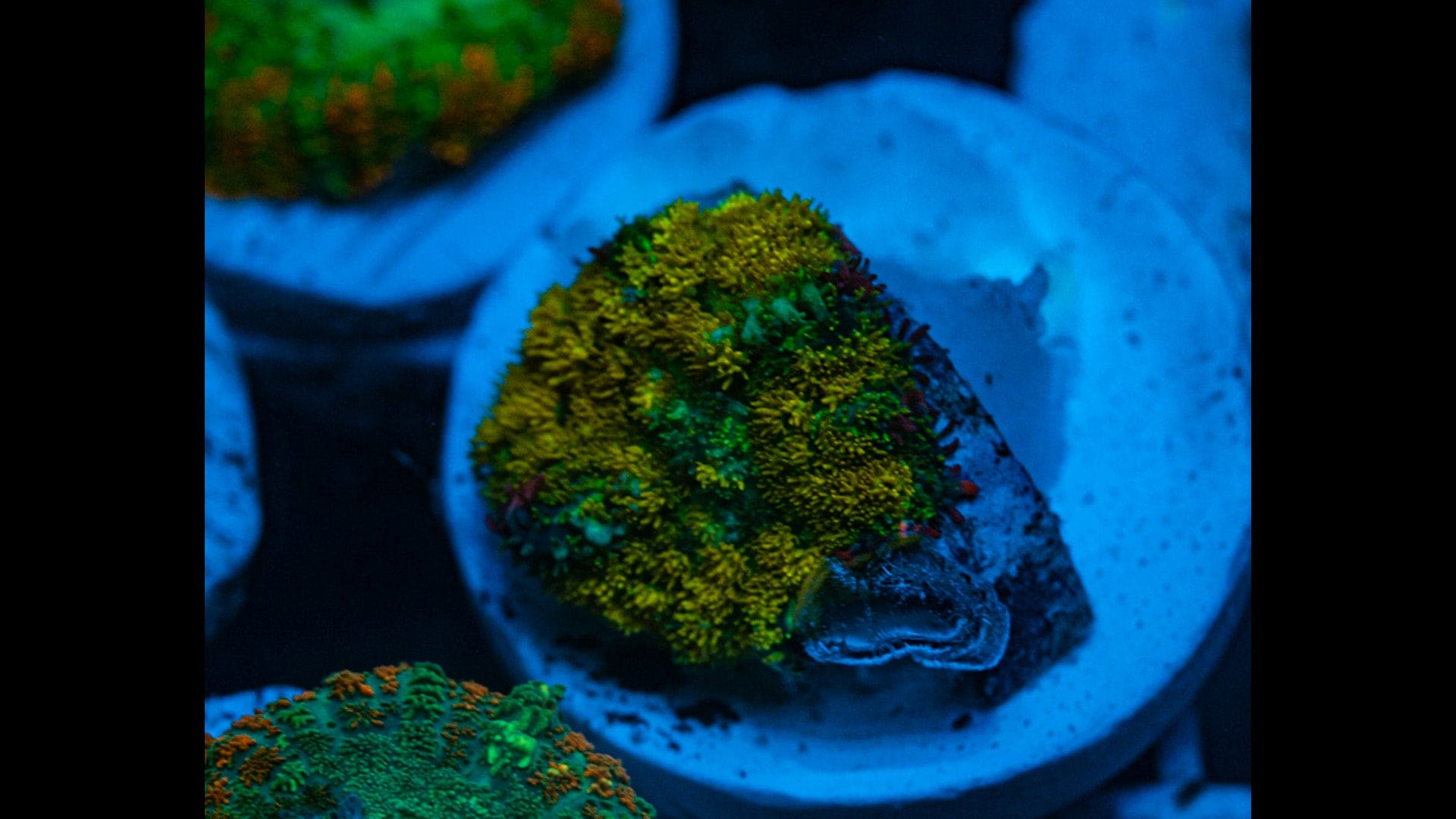 Gonzo Mushroom Coral Koralkingdom.com