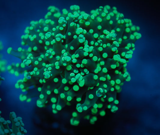 Bright Green/Yellow Octospawn Koral Kingdom