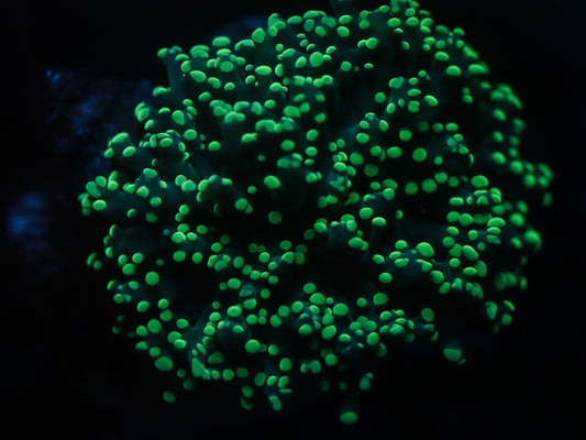 Electric Green Octo Spawn Coral WYSIWYG Koral Kingdom