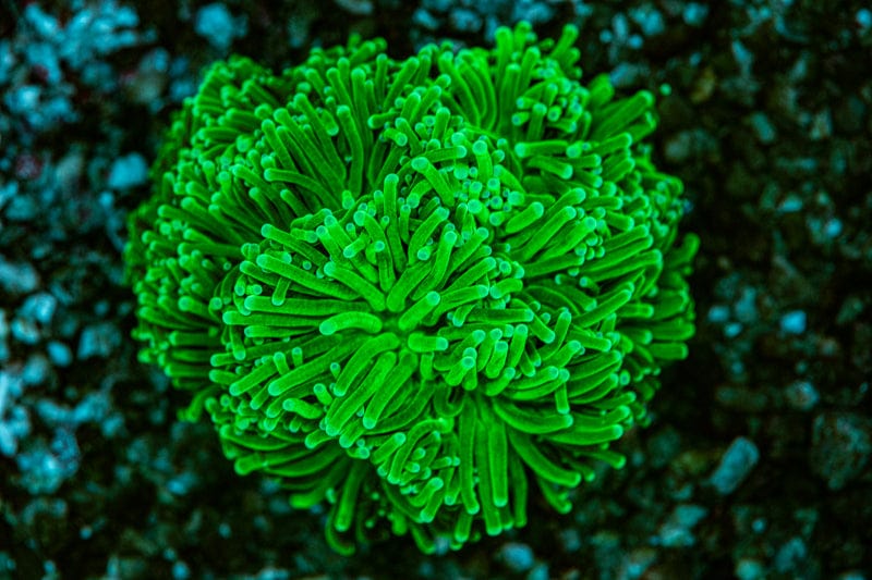 Large Multi Head Ultra Torch Coral Euphyllia 5+ heads Koralkingdom.com