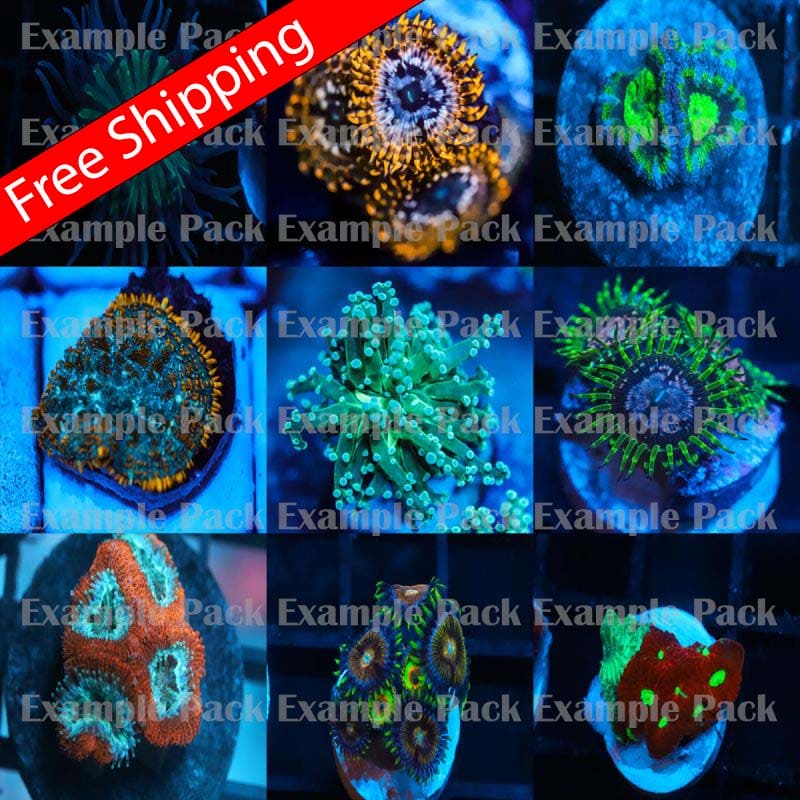 Mixed Coral Frag pack 100 pack  FREE SHIPPING! Koralkingdom.com