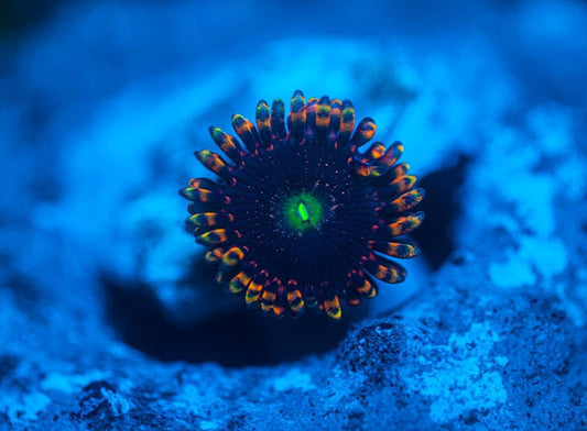 Bozos Birthday Zoanthid Koral Kingdom