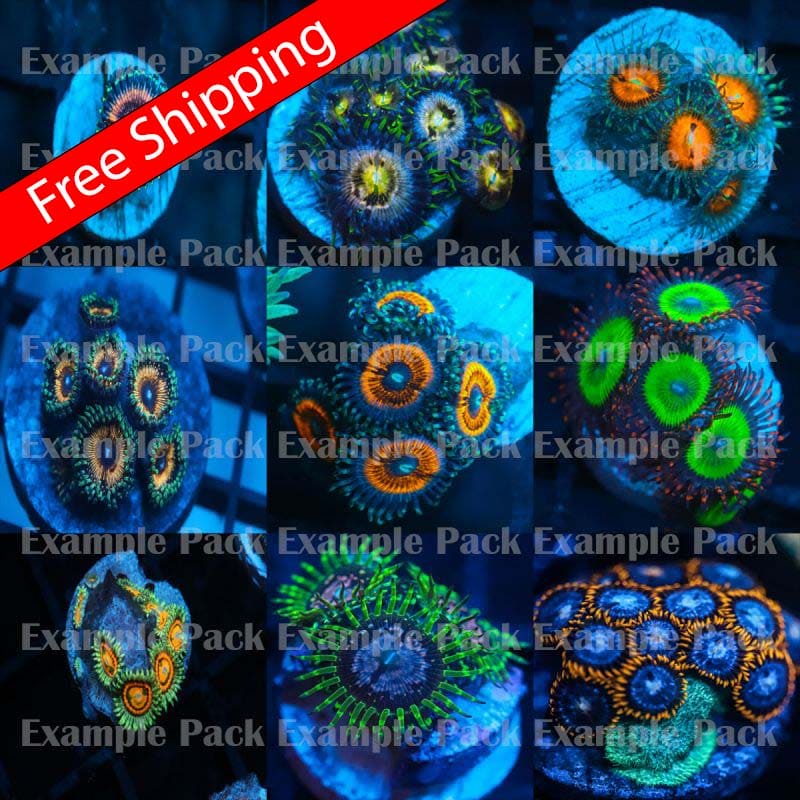 Zoanthid Pack of 6 FREE SHIPPING Koralkingdom.com